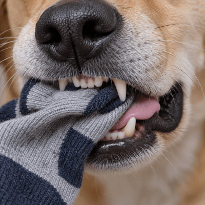 Dog with non-food objects associated with pica behavior