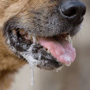 Dog representing rabies infection and symptoms