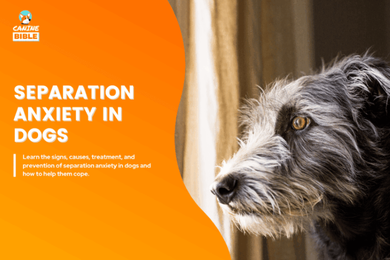 Separation Anxiety in Dogs