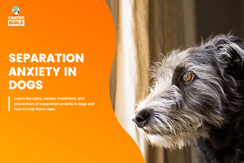 Separation Anxiety in Dogs