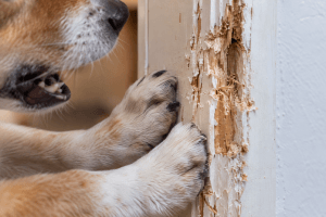 Dog showing signs of separation anxiety while left alone
