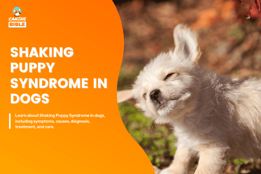 Shaking Puppy Syndrome (hypomyelination) in dogs