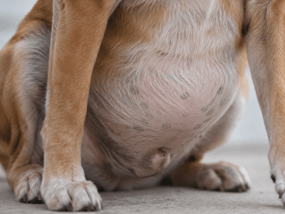 Dog showing signs associated with an upset stomach