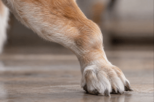 Representative image showing arthritis in a dog