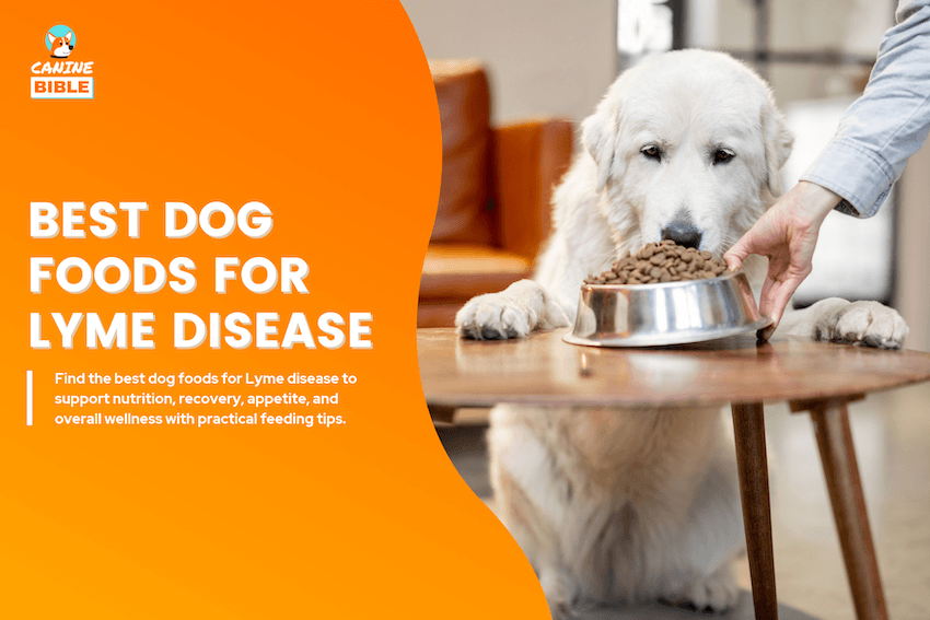Best Dog Foods for Lyme Disease