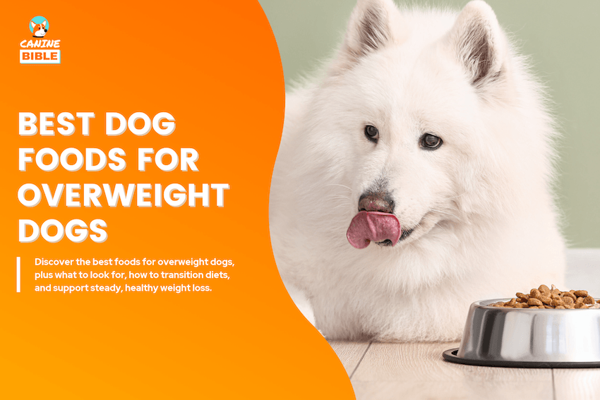 Best Dog Foods for Overweight Dogs