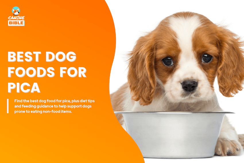 Best Dog Foods for Pica