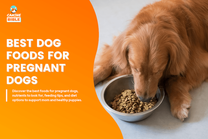 Best Dog Foods for Pregnant Dogs