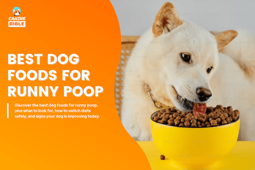 Best Dog Foods for Runny Poop