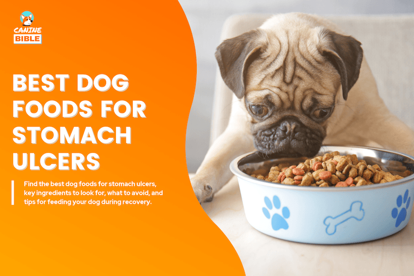 Best Dog Foods for Stomach Ulcers