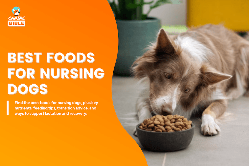 Best Dog Foods for Nursing Dogs