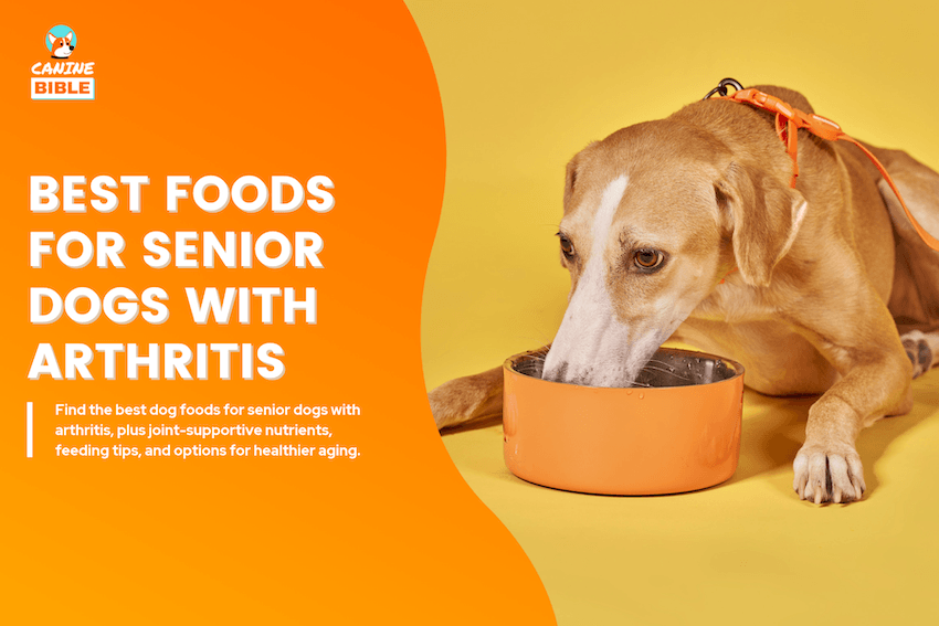 Best Dog Foods for Senior Dogs With Arthritis