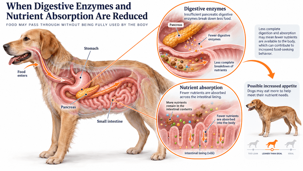 Digestive Disorders and Nutrient Malabsorption