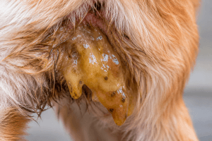 Giardia in dogs condition illustration
