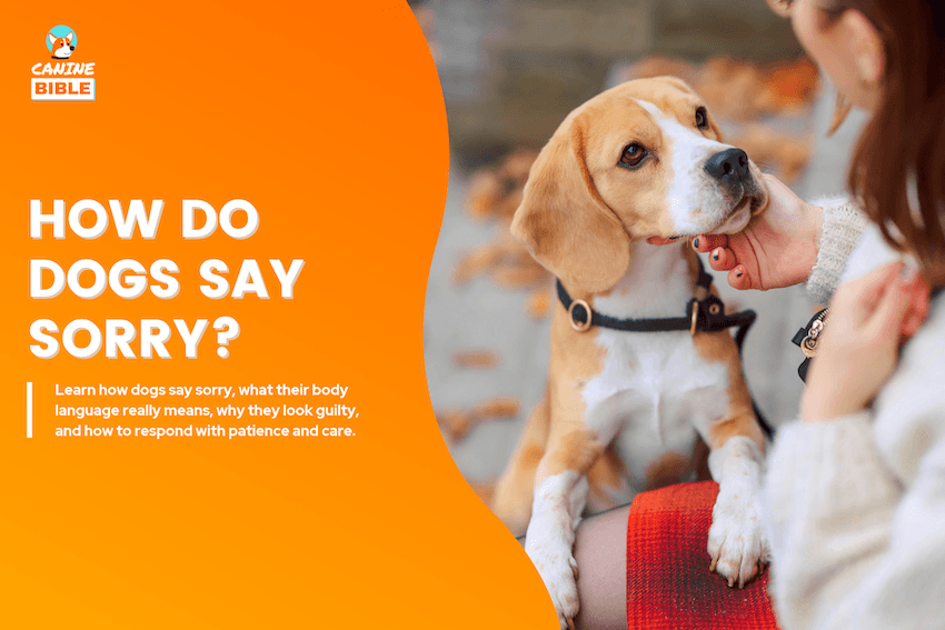 How Do Dogs Say Sorry
