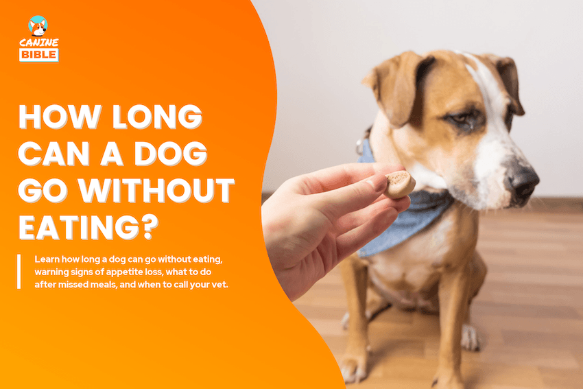 How Long Can a Dog Go Without Eating