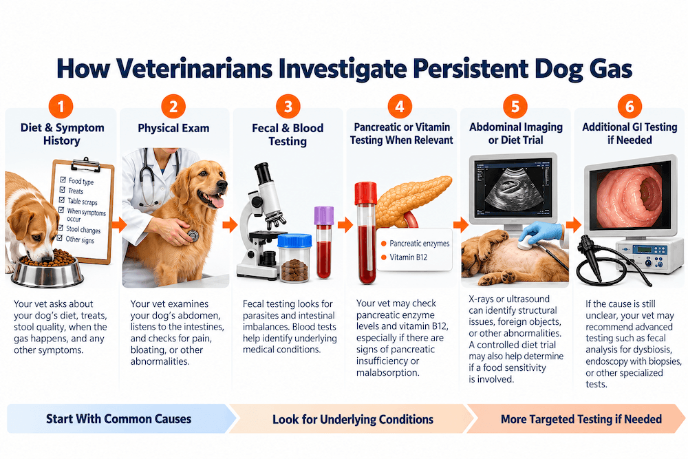 How Veterinarians Diagnose Persistent Gas