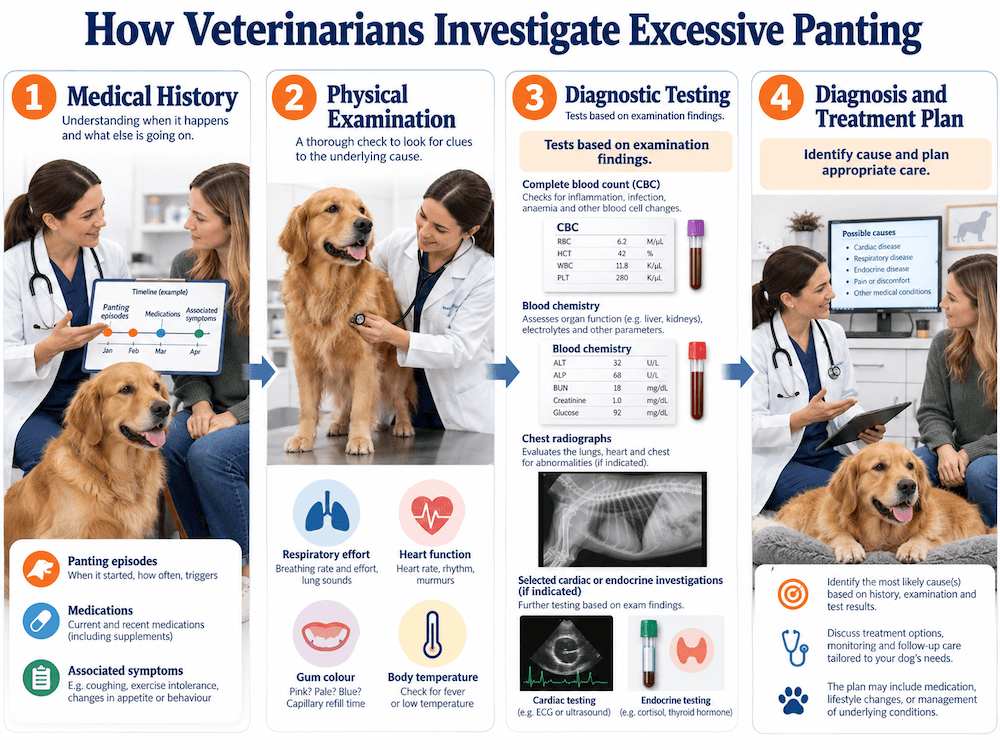 How Vets Diagnose Excessive Panting