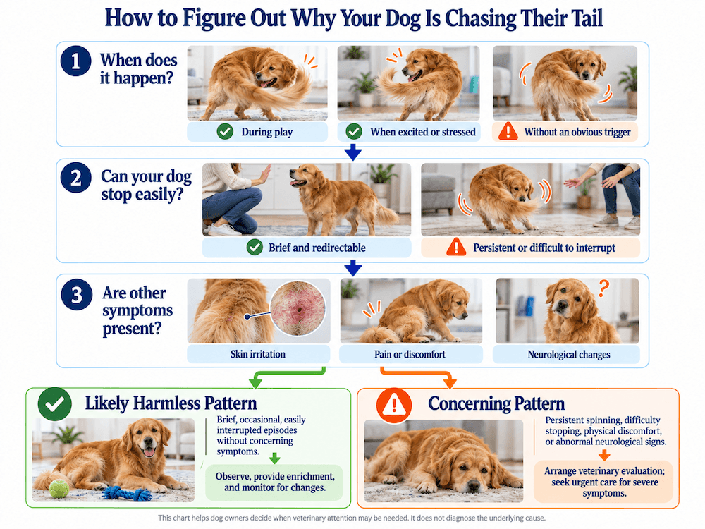 How to Figure Out Why Your Dog Is Chasing Their Tail