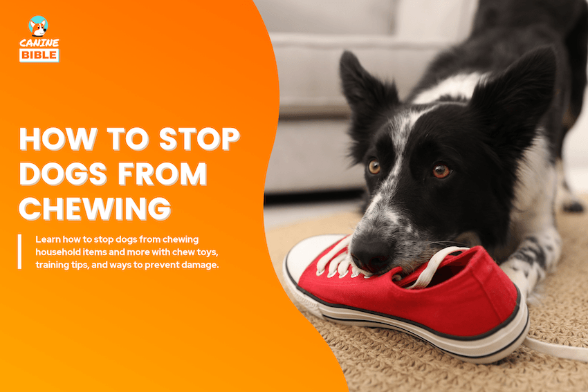 How to Stop Dogs From Chewing
