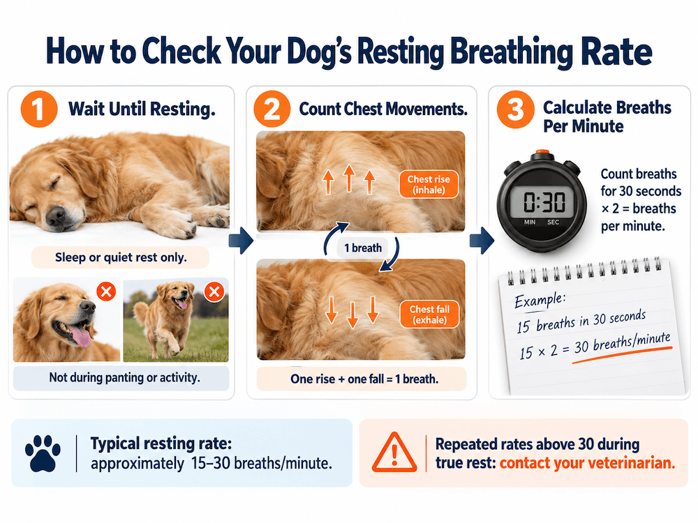 How to check your dog' resting breathing rate