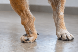 Dog affected by leukoencephalomyelopathy LEMP