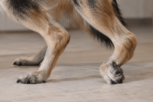 Dog with neuroaxonal dystrophy