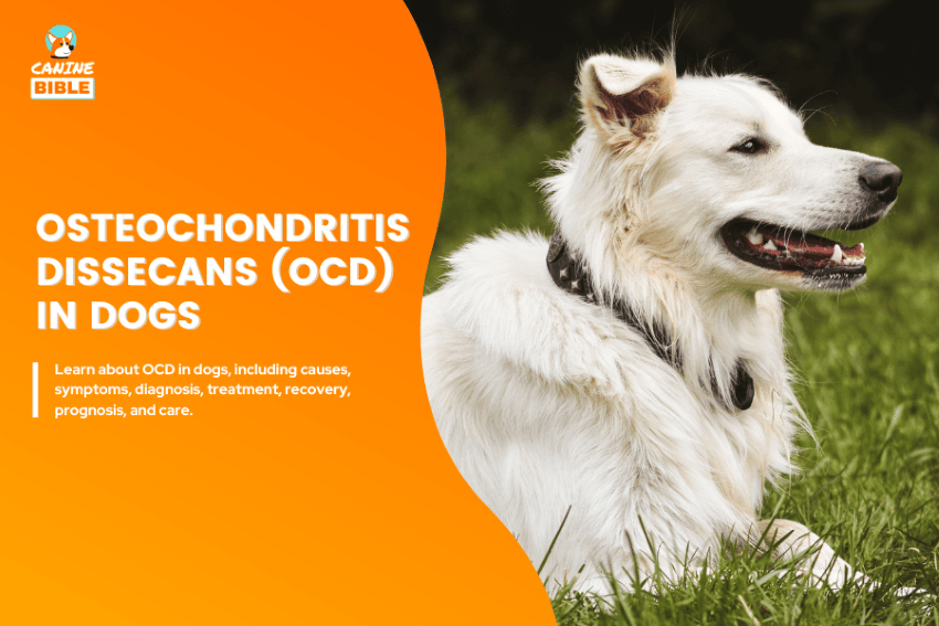 Osteochondritis Dissecans (OCD) in dogs
