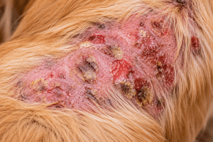 Dog showing skin lesions associated with autoimmune skin disease (pemphigus)