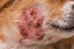 Puppy with facial swelling and skin inflammation associated with puppy strangles