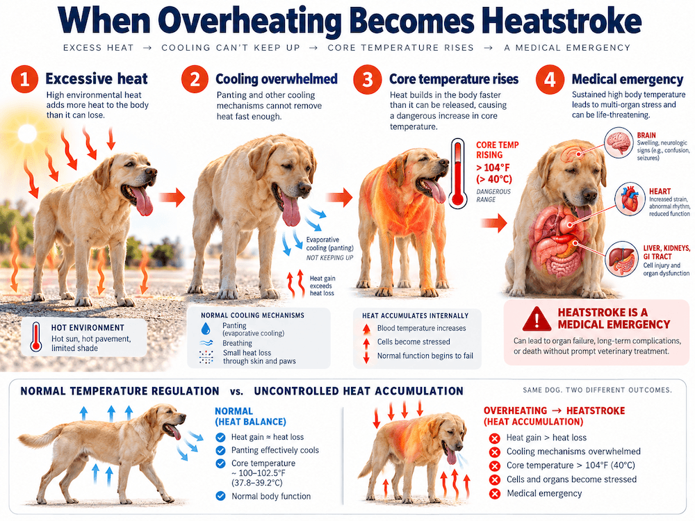 Severe Overheating or Heatstroke