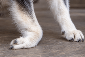 Siberian Husky affected by polyneuropathy