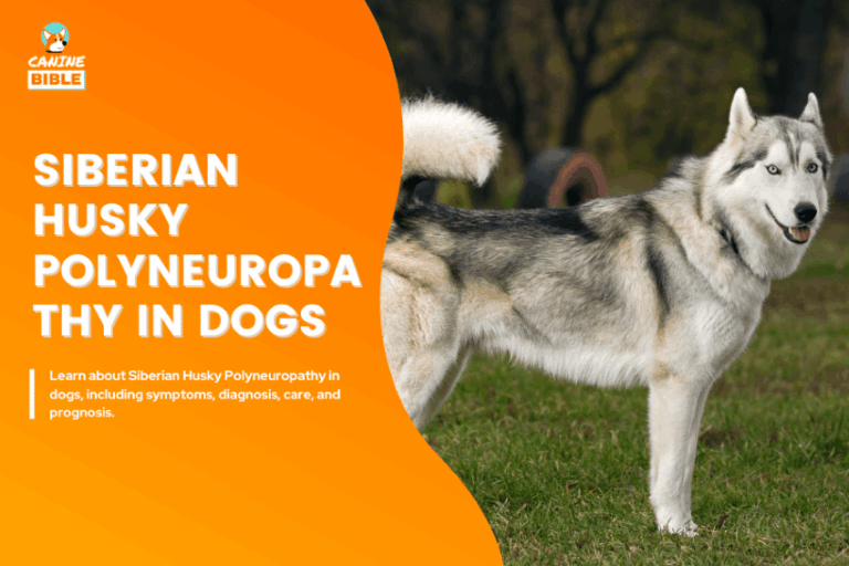 Siberian Husky Polyneuropathy in dogs