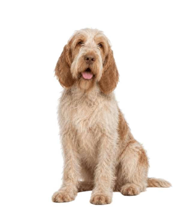 Spinone Italiano