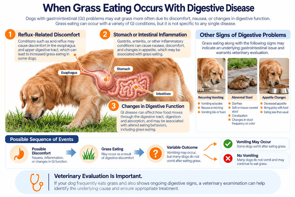 Underlying Gastrointestinal Disorders
