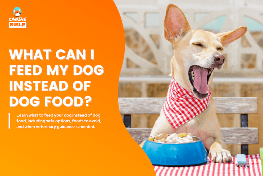 What Can I Feed My Dog Instead of Dog Food?