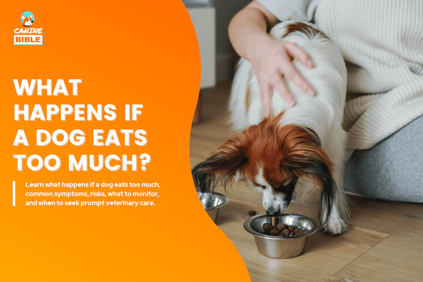 What Happens If a Dog Eats Too Much