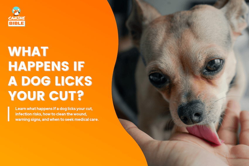 What Happens If a Dog Licks Your Cut