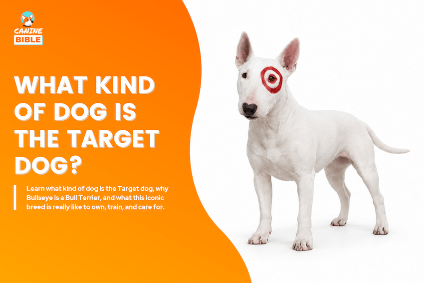 What Kind of Dog Is the Target Dog?