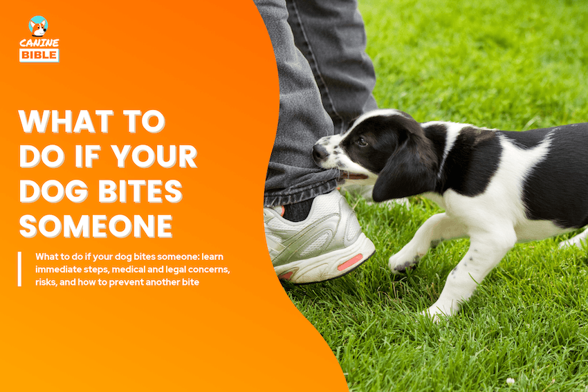 What to Do If Your Dog Bites Someone