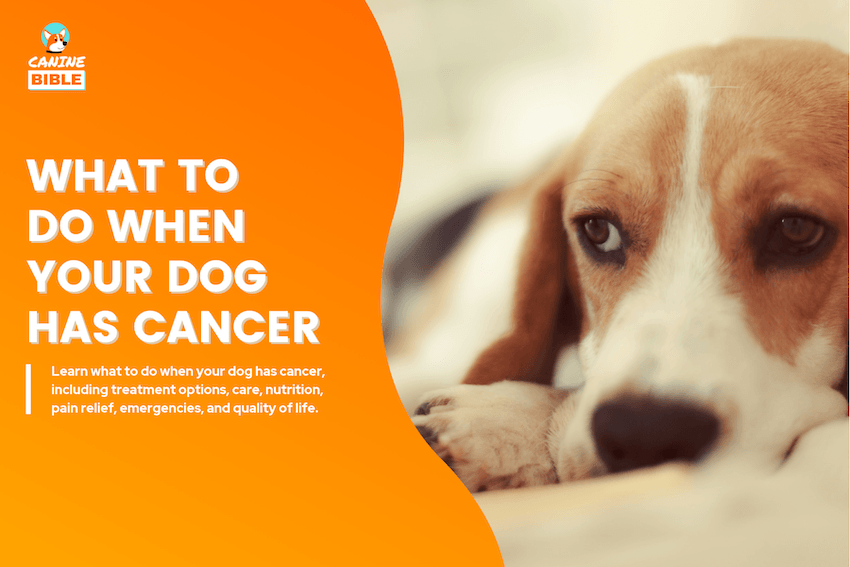 What to Do When Your Dog Has Cancer