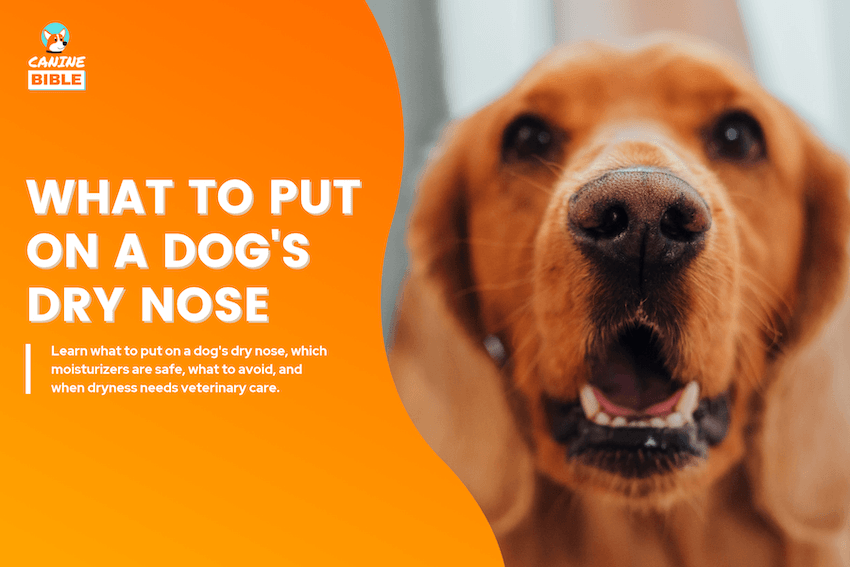 What to Put on a Dog's Dry Nose