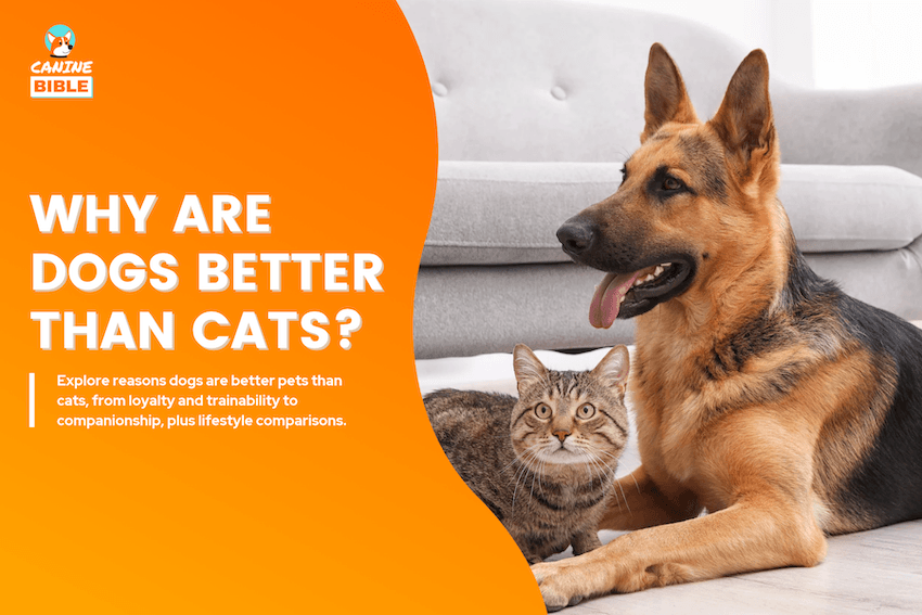 why are dogs better than cats