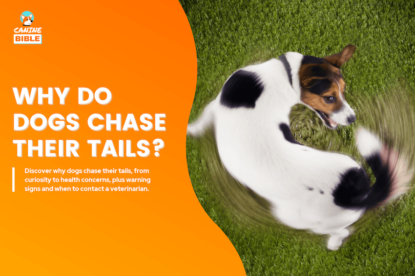 Why Do Dogs Chase Their Tails