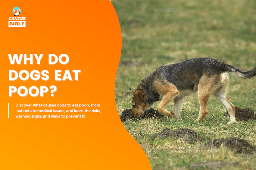 Why-Do-Dogs-Eat-Poop