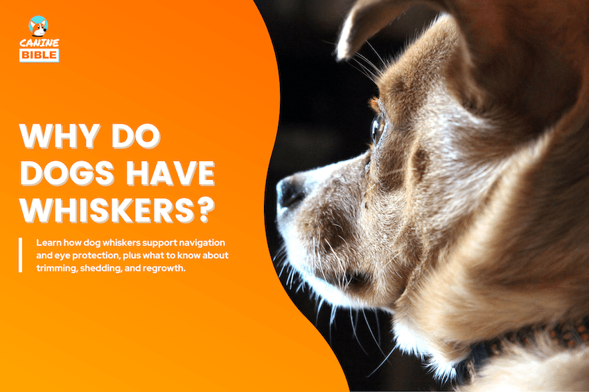 Why Do Dogs Have Whiskers