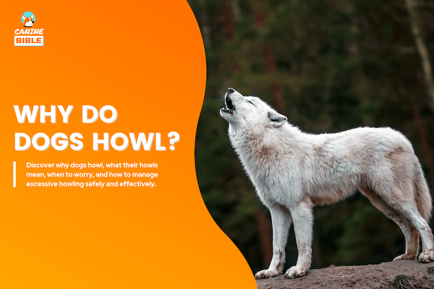 Why Do Dogs Howl