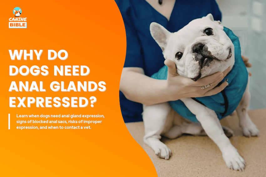 Why Do Dogs Need Anal Glands Expressed