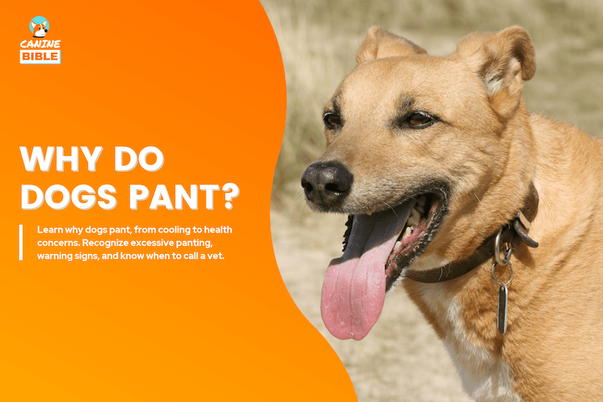 Why Do Dogs Pant