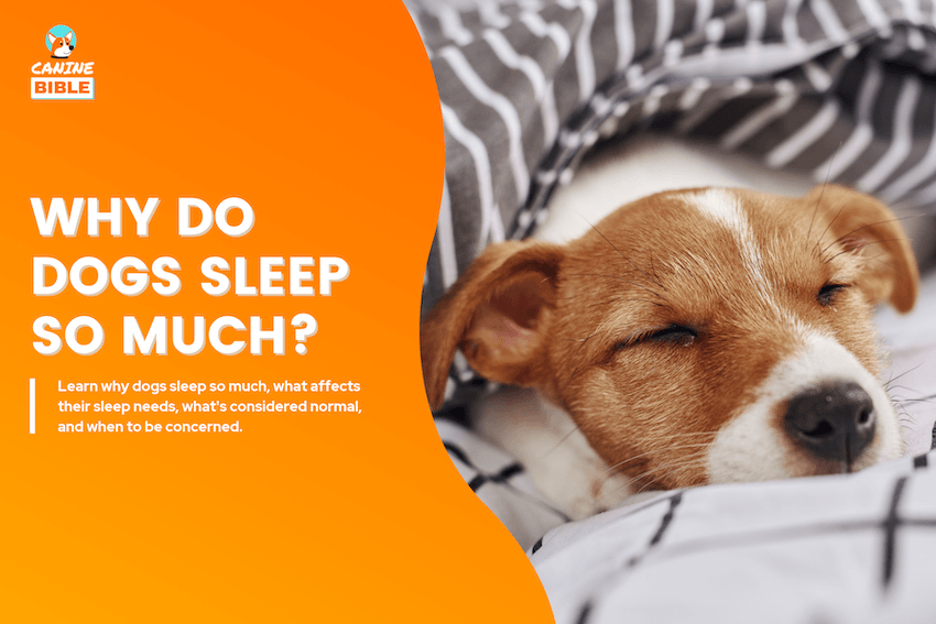 why do dogs sleep so much